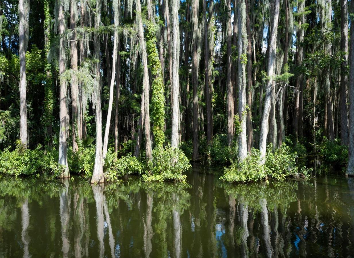 Saddlebrook Golf Resort & Spa Tampa North-Wesley Chapel Esterno foto